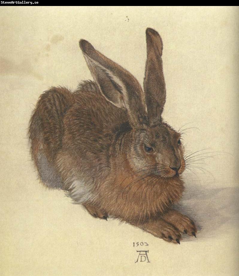 Albrecht Durer A Young Hare